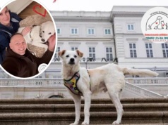 Bezdomny Yuki trafił do Pałacu Prezydenckiego. Nawroccy przygarnęli pieska