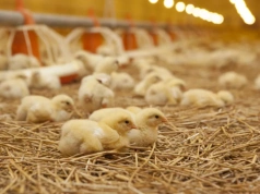 Najwięksi producenci drobiu w Afryce. Kto rządzi rynkiem mięsa i jaj?