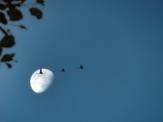 Jedna jaskółka wiosny nie czyni, ale powracające ptaki - już tak!