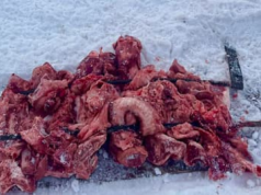 Koniec z mięsem pod czatowniami fotograficznymi? Naukowcy chcą zakazu nęcenia dużych drapieżników