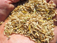 Co się dzieje z cenami owsa? Dlaczego jest droższy od pszenicy?