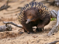 Taka kolczatka to rzadkość. Wygląda jak Pokemon