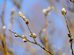 Antycyklony w akcji. Polacy poczują wiosnę