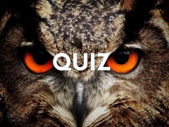 Jesteś mądry jak sowa? W tym quizie w mig zdobędziesz komplet punktów