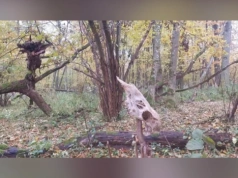 Sensacja pod Włodawą. Nieznane nikomu grodzisko odkryte na niedostępnych bagnach