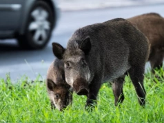 400 dzików do odstrzału. Starosta apeluje o „uszanowanie decyzji”, mieszkańcy oburzeni