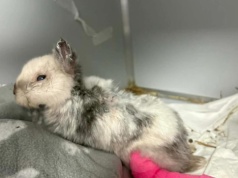 Zwyrodnialec znęcał się nad królikiem Marcysiem. Obciął mu uszy i łamał kończyny