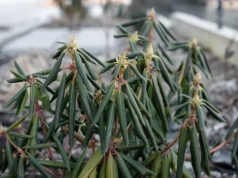 Pozwijane w ruloniki liście rododendronu? To sygnał alarmowy – sprawdź, czy krzew jeszcze da się uratować!