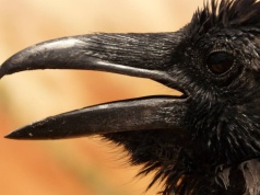 Kruki atakują jagnięta i prosięta? Zgłoszenia rolników