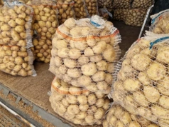 Młode ziemniaki z Egiptu po 3 zł/kg. Rosnąca konkurencja na Broniszach wywiera presję na ceny