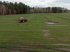 Azot w pszenicy – ile na pierwszą dawkę wiosną?
