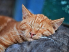 Opłata od psa, obowiązek sprzątania, teraz czipowanie. A koty mogą wszystko