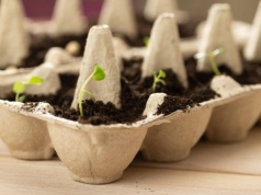 Zbieram wytłoczki po jajkach przez całą zimę. Dzięki temu w marcu oszczędzam dużo pieniędzy