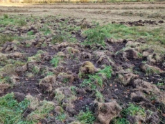 Dziki zryły łąkę? Jak szybko zrekultywować darń i uratować pokos