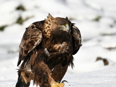 Są w herbach i godłach. Ile wiesz o orłach? Sprawdź nasz quiz