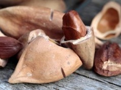 Migdały i pistacje pójdą w zapomnienie. Te orzechy rozpływają się w ustach jak masło