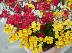 Deklasują pelargonie już na starcie. Są piękne i banalne w uprawie