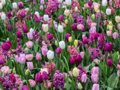 Niedługo zakwitną w całej Polsce. Trujące kwiaty, na które musisz uważać