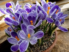 Rośliny, które otwierają sezon i przyciągają wzrok już z daleka. Tulipany to dopiero początek