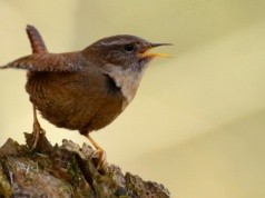 Wyglądają jak myszy i wchodzą pod ziemię. Coś przyciąga je do Polski