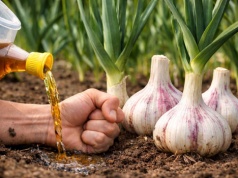 W marcu podlej tym czosnek ozimy. Główki urosną jak pięść