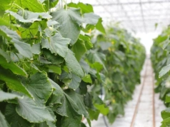 Rekordowy import ogórków do Polski. Kto został liderem?