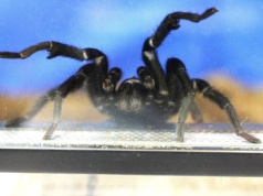 Pająki i węże na wyciągnięcie ręki