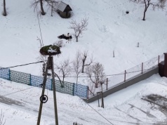 Sławny bocian Krutek wrócił do gniazda