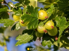 Nie wyrzucaj, rozsyp pod agrestem. Naturalne nawozy zapewnią obfite plony