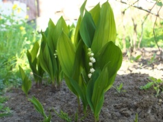 To ostatni moment na sadzenie konwalii. Symbol wiosny w twoim ogrodzie