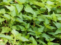 Zalej kilka liści mięty octem i odstaw na kilka dni. Dom będzie lśnił i pachniał świeżością