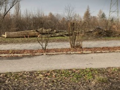 Trwa analiza środowiskowa dla Tras Pychowickiej i Zwierzynieckiej. W dokumentacji: od 1411 do 1582 drzew do usunięcia, zależnie od wariantu