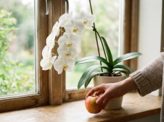 Jabłko przy storczyku działa jak przycisk "start". Lepsze niż droga odżywka z kwiaciarni