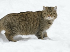 Leśne koty mogą okazać się skarbem w Polsce. Zaczęły robić coś nietypowego