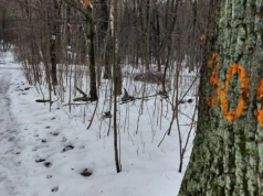 Dzień dobry Katowice. Trwa duża wycinka drzew w Parku Śląskim