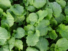 Właściwa ochrona i wiosenna regulacja rzepaku – pewny i wyrównany plon z Dovvo®!