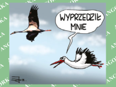 Żurawie wróciły na Polesie – wiosna już w drodze