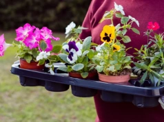 Posadź je razem w skrzynkach balkonowych. Efekt „wow” gwarantowany przez całe lato