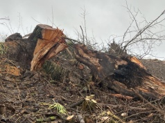 Ruszyła wycinka przydrożnych krzewów pod Dębnem, ekolodzy mają zastrzeżenia