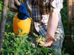 Przyspiesza dojrzewanie i blokuje choroby grzybowe. Ten oprysk to naturalna tarcza w ogrodzie