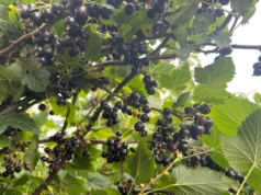 Zmiany w ochronie jagodowych – odpowiedzi na współczesne wyzwania, praktyczne rekomendacje