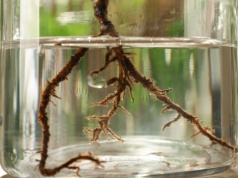 Zrobisz domowy ukorzeniacz do roślin za 0 zł. Wystarczy ta woda