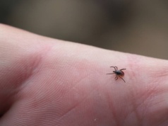 Niektóre rośliny przyciągają kleszcze. Sprawdź, czy masz w swoim ogrodzie