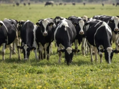 KSeF a rolnik ryczałtowy z produkcją bydła opasowego – czy trzeba się rejestrować?