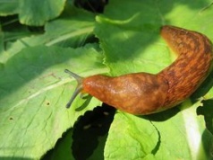 Pożera 60 ślimaków dziennie. "To była najlepsza decyzja"