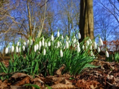 Wiosna przyspiesza. Nawet 17°C, ale nocami wciąż groźnie