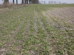 Zabieg T0 w zbożach - konieczny tej wiosny czy można go pominąć?