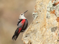 Wyjątkowy ptak w Polsce. Pomurnik pojawia się ekstremalnie rzadko