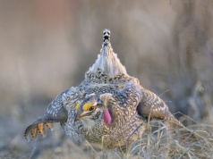 Unikalny ptak skreślony z listy chronionych. Naukowcy krzyczą: "Hańba!"