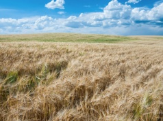 Ceny zbóż na świętokrzyskich targowiskach
